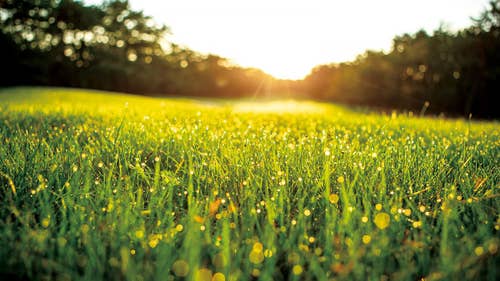"Phoenix Turf," a carefully selected brand of grass.