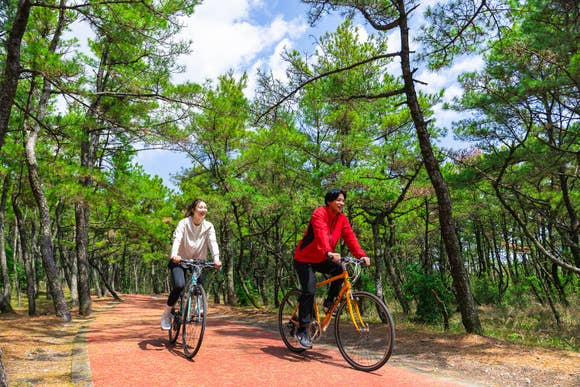 シーガイア周辺は絶好のサイクリングスポットです。自転車に乗って海岸や松林を散策しませんか?
一ツ葉地区の松林はその規模と美しさから日本一とも言われています。