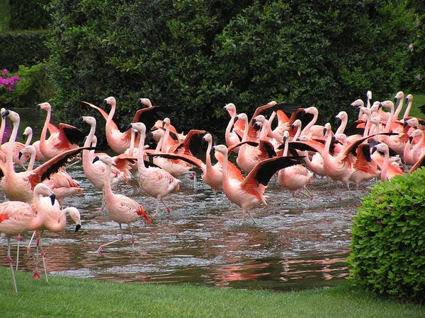 宮崎市フェニックス自然動物園入園