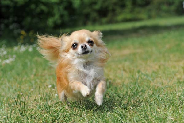 【掲載情報】シーガイア・フォレスト・コテージが、愛犬ファーストのリゾートで、最高の思い出をつくる情報サイト 「わんちゃんポータルサイト」に掲載されました.