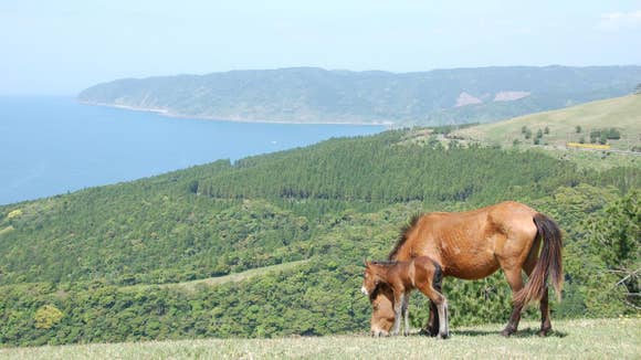 Cape Toi